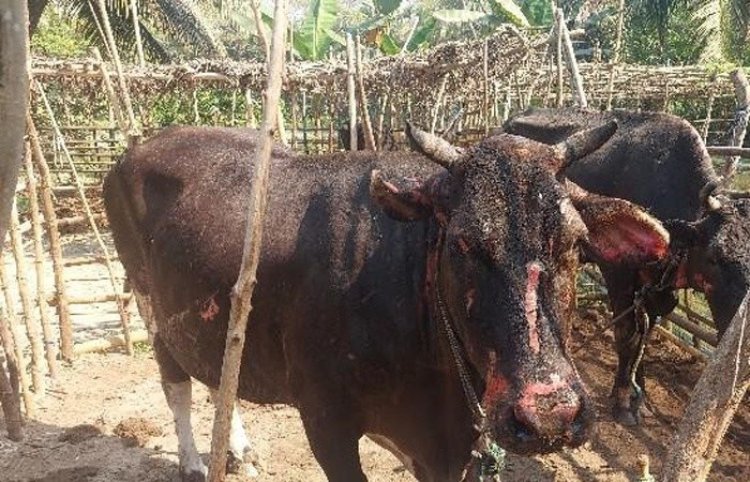 বাগেরহাটে দুর্বৃত্তের আগুনে দগ্ধ ১৬ গরু