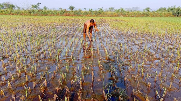 ডুমুরিয়ার বিল ডাকাতিয়ায় নষ্ট হচ্ছে কয়েক হাজার  বিঘা জমির ধান