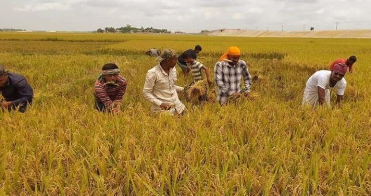 সুনামগঞ্জে হাওরে ধান কাটার সময় বজ্রপাতে ৬ জনের মৃত্যু