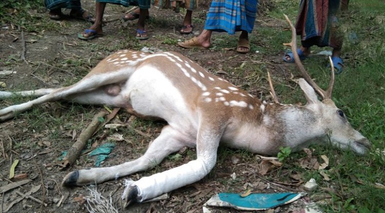 পাথরঘাটায় কুকুরের কামড় খেয়ে নদীতে ঝাঁপ, মেলেনি শেষ রক্ষা