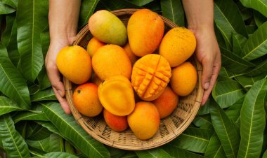 গাছপাকা আম চেনার উপায় জেনে নিন