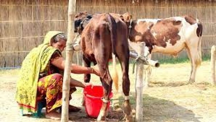 ১০ মাসের বাছুর প্রতিদিন দুধ দিচ্ছে ৩ লিটার!