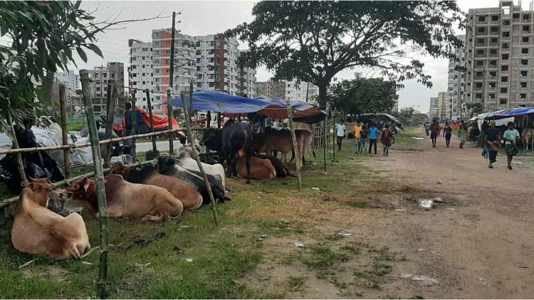 কোরবানির ঈদে আফতাব নগরে গরুর হাট না বসাতে রিট