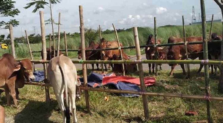 আফতাবনগরে গরুর হাট বসানোর সিদ্ধান্ত স্থগিতের মেয়াদ বাড়ল