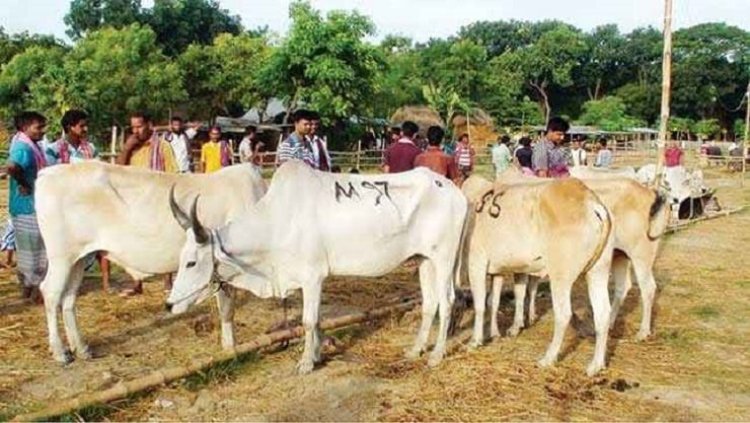 সীমান্তে খাটাল বন্ধ রয়েছে, গরু আনলে ব্যবস্থা: স্বরাষ্ট্র মন্ত্রণালয়