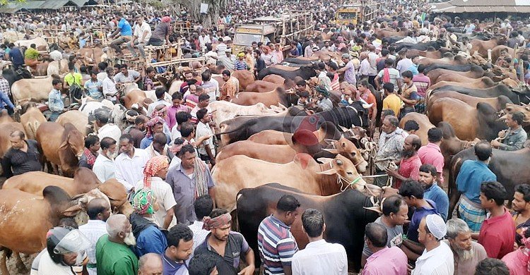 ঢাকার দুই সিটিতে ১৫ পশুর হাটের ইজারা চূড়ান্ত