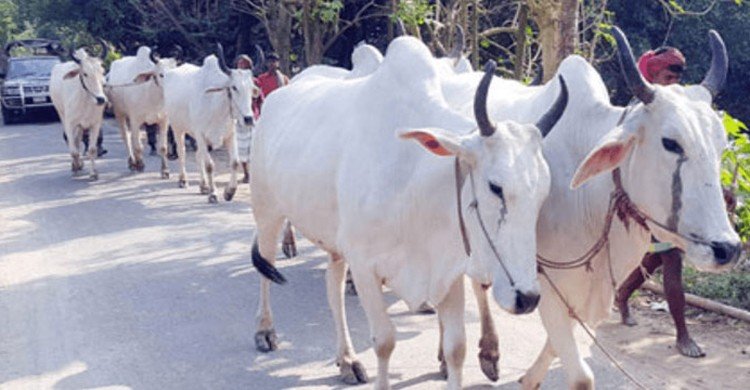 কোরবানির গরু-মাংস আমদানির নির্দেশনা চেয়ে রিট