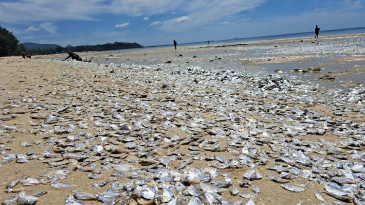 থাইল্যান্ডের এক উপকূলে হাজার হাজার মৃত মাছ ভেসে উঠেছে