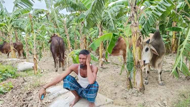 ৪৭টি গরুসহ পদ্মায় ট্রলারডুবি, উদ্ধার ১৯টি 