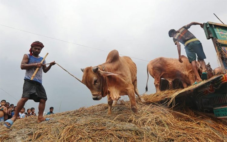 এবার কোরবানিতে ৯৪ লাখ ৪৩ হাজারের বেশি পশু বিক্রি হয়েছে: প্রাণিসম্পদ মন্ত্রণালয়