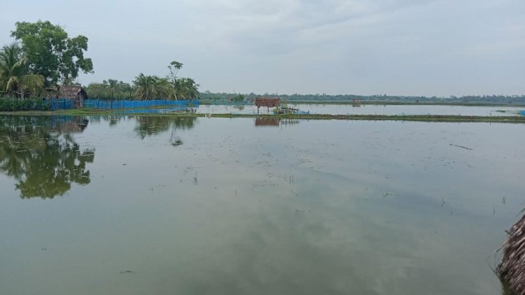 বাগেরহাটে অতিবৃষ্টিতে চিংড়ি চাষে ক্ষতির শঙ্কা 