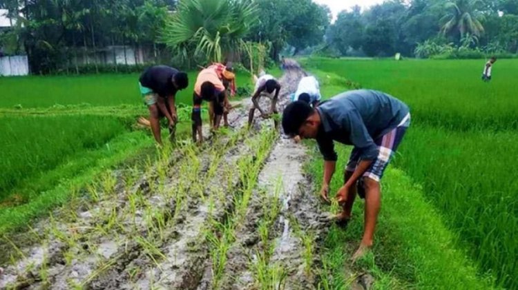 দীর্ঘ দিনেও পাকা না করায় রাস্তায় ধানের চারা লাগালেন গ্রামবাসী