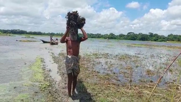 ভরা বর্ষায়ও পানি নেই, পাট নিয়ে বিপাকে মাদারীপুরের চাষিরা