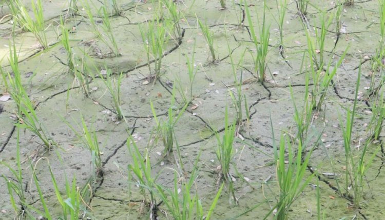 শ্রাবণের ‘খরায়’ পুড়ছে কৃষকের কপাল