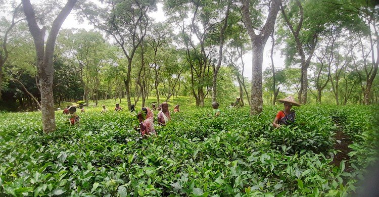 খরচে অনিয়ম, কাজ শেষেও জমা দেওয়া হয়নি পিকআপ