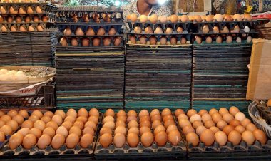 ডিমের দাম বাড়িয়েছে করপোরেট সিন্ডিকেট