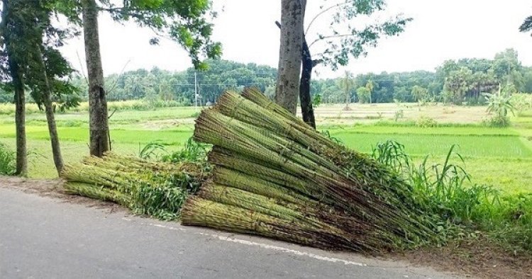 পানির অভাবে পাট নিয়ে বিপাকে ব্রাহ্মণবাড়িয়ার কৃষকেরা