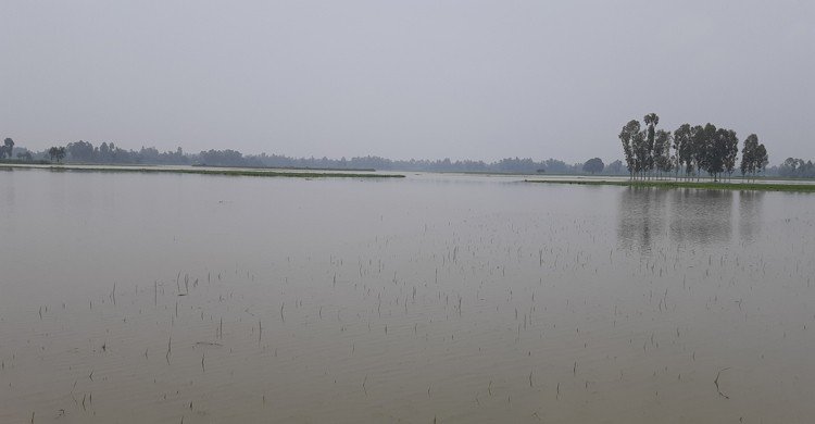 ৭ দিন ধরে পানির নিচে কয়েক হাজার বিঘা জমির ধান