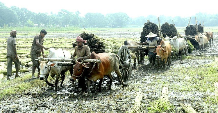 বাম্পার ফলনের পাট জাগ দেওয়া নিয়ে দুশ্চিন্তা