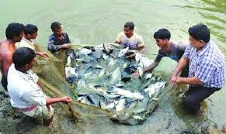 মাছ চাষ শিখতে বিদেশ যাবেন ১০০ কর্মকর্তা, ৭ কোটি টাকার ব্যয়প্রস্তাব