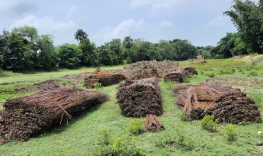 ঝিনাইদহে পানির অভাবে নষ্ট হচ্ছে পাট