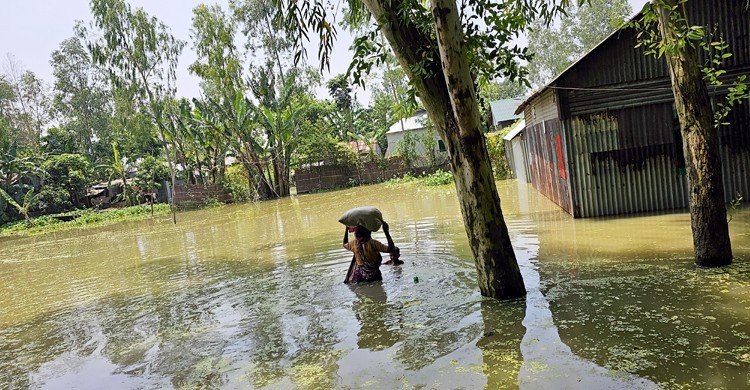 জামালপুরে পানিবন্দি ৭ হাজার পরিবার, গোখাদ্য-বিশুদ্ধ পানির সংকট