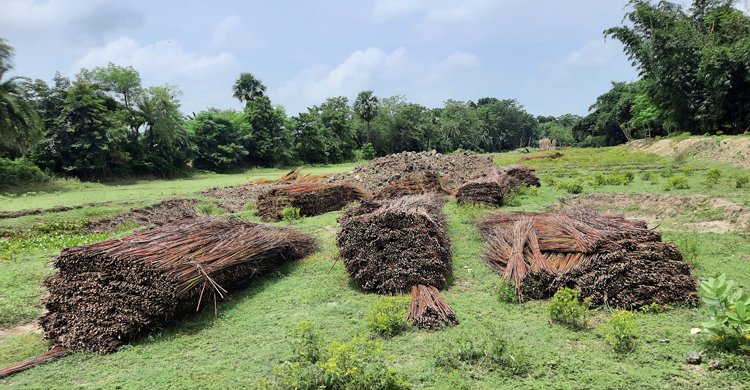 ঝিনাইদহে পানির অভাবে নষ্ট হচ্ছে পাট