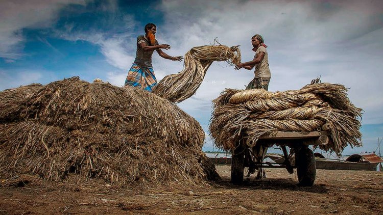 পাট চাষিদের হাহাকার, দেখার কেউ নেই