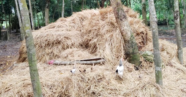 ফেনীতে খড়ের গাদায় চাপা পড়ে ৩ জনের মৃত্যু