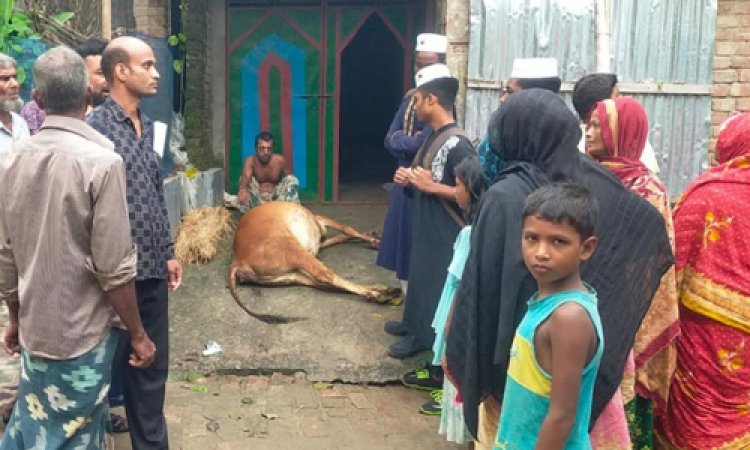 সরকারি ভ্যাকসিনে ১২টি গরুর মৃত্যু, অসুস্থ অর্ধশতাধিক