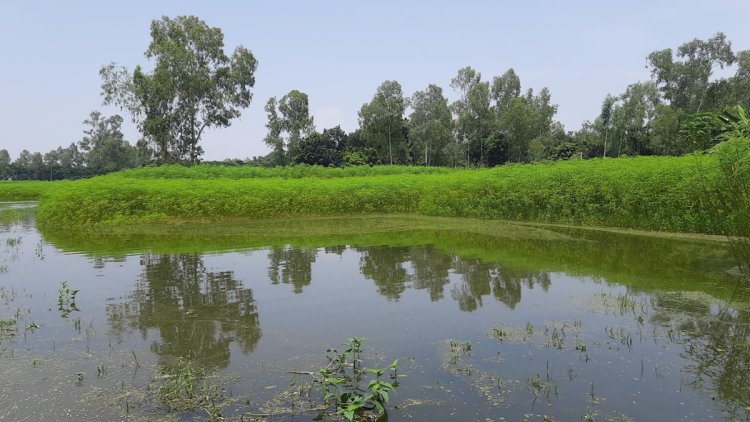 যমুনায় ৩ দফা পানি বেড়ে ৫ কোটি টাকার ফসল নষ্ট