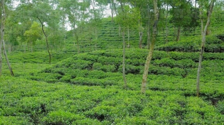 অতিবৃষ্টিতে চা বাগানের টিলা ধসে শিশুর মৃত্যু