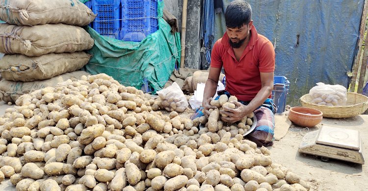 এবার আলু আমদানি করবে সরকার: বাণিজ্যমন্ত্রী