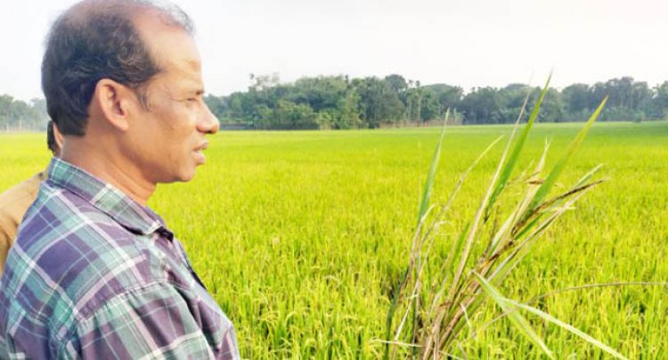 পাকুন্দিয়ায় আমন ক্ষেতে ছত্রাক, দিশেহারা কৃষক