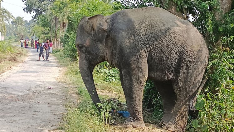 হাতির আক্রমণে শিশুসহ প্রাণ গেল দুইজনের 