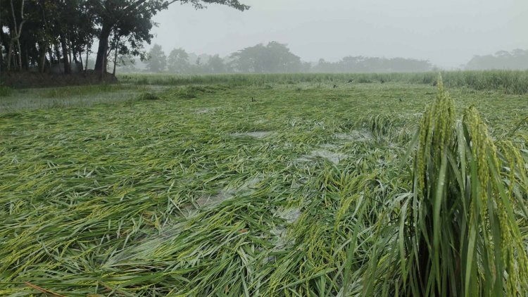 ঘূর্ণিঝড় মিধিলি: পটুয়াখালীতে ফসলের ব্যাপক ক্ষয়ক্ষতির আশঙ্কা