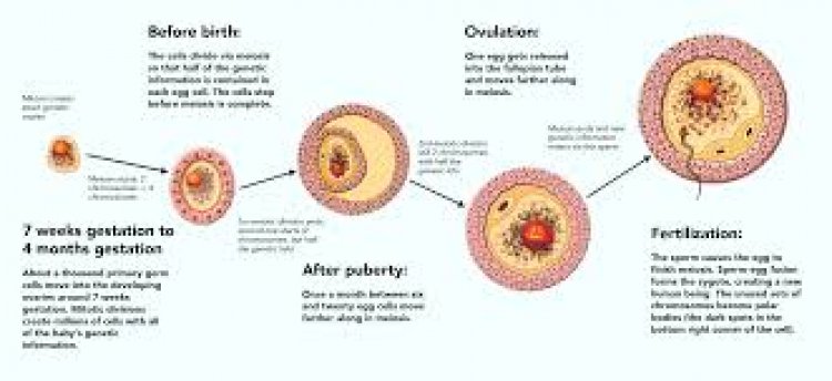 পুরুষের ডিম্বাণু, নারীর শুক্রাণু- স্টেম সেল বদলে দিচ্ছে প্রজননের ধারণা