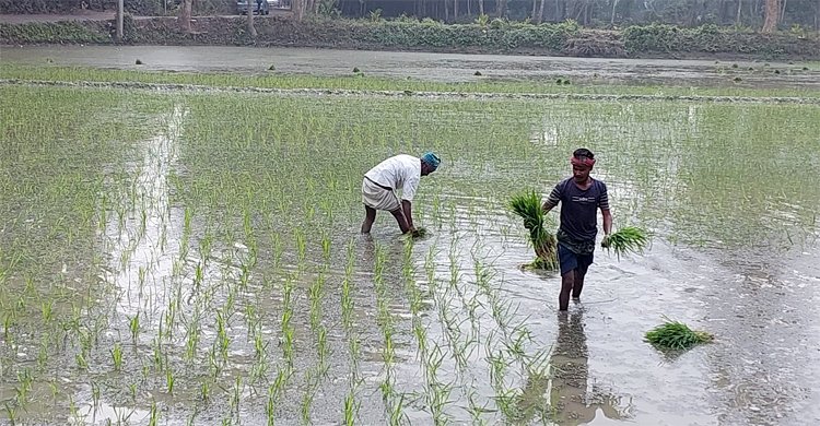 সার-শ্রমিকের চড়াদামে দিশাহারা চাষিরা