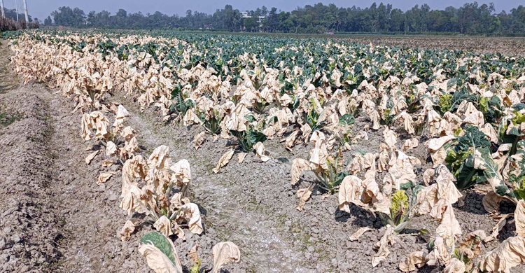 শত্রুতার বিষে নষ্ট ১৯ হাজার ফুলকপি গাছ, দুই কৃষকের মাথায় হাত
