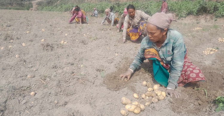 আমদানির খবরে হু হু করে কমছে আলুর দাম