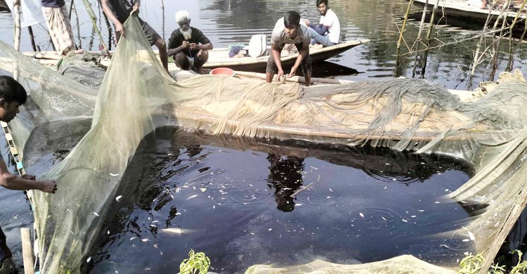  চিনিকলের বর্জ্য নদীতে, মরে ভেসে উঠছে মাছ