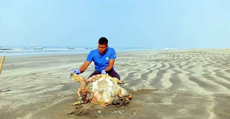 বঙ্গোপসাগরে মৃত্যুফাঁদ, বিলুপ্তির শঙ্কায় পান্না কাছিম