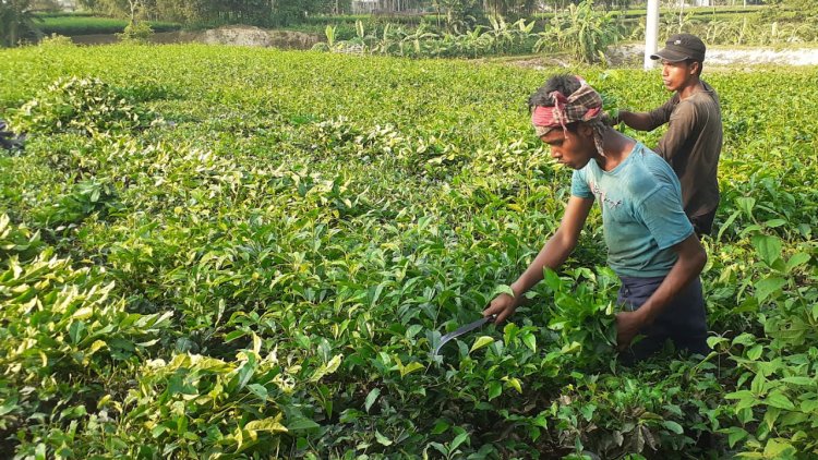 উত্তরাঞ্চলে চা উৎপাদনে রেকর্ড হলেও বাড়েনি কাঁচা চা পাতার দাম