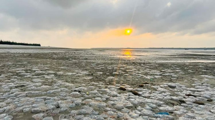 কুয়াকাটা সৈকতে ভেসে আসছে মৃত জেলিফিশ