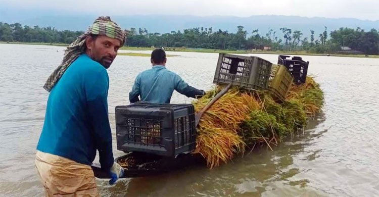 উজানের ঢলে সিলেটের নদনদীর পানি বাড়ছে