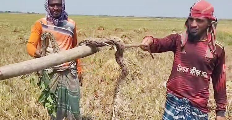  ধানক্ষেতে পাওয়া গেলো রাসেল ভাইপার, পিটিয়ে হত্যা