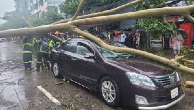 রাজধানীতে প্রাইভেটকারের ওপর ভেঙে পড়ল গাছ