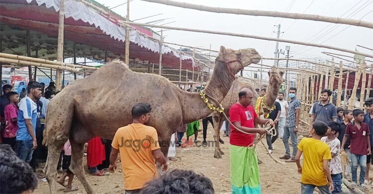  রাজস্থানের উট গাবতলীতে, দাম হাঁকা হচ্ছে ৩০ লাখ