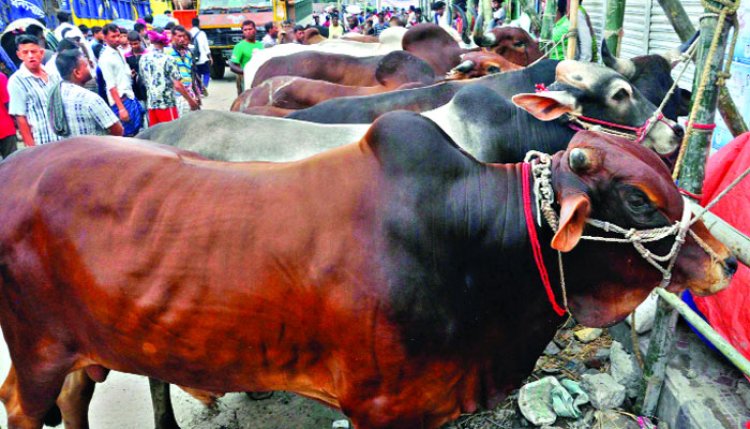 গরু-ছাগলে ভরে গেছে হাট, জমেনি বিক্রি