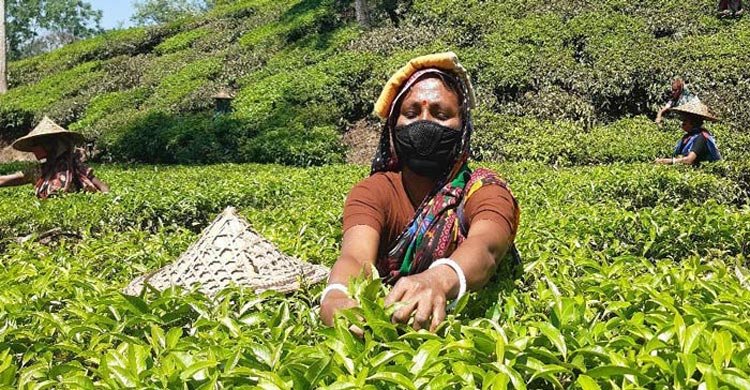 দেশে বেড়েছে চায়ের উৎপাদন, রপ্তানিতে নেই সুখবর